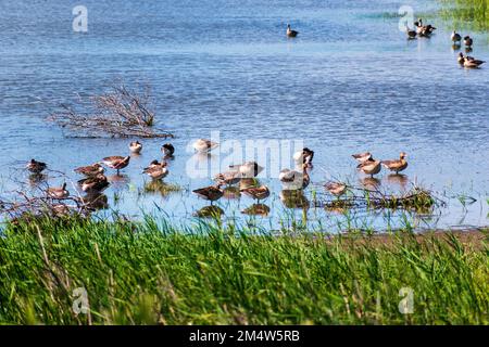 Viele Gänse schwimmen auf dem Wasser. Sommersonniges Wetter Stockfoto