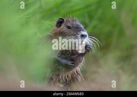 Coypu oder Nutria (Myocastor coypus) ist ein pflanzenfressender semi-aquatischer Nager, der sich von Flusspflanzen ernährt und in Höhlen entlang der Flussufer lebt. Es ist NAT Stockfoto