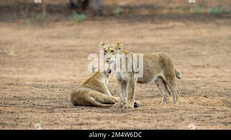 Lion (Panthera leo) Kgalagadi Transfrontier Park, Südafrika Stockfoto