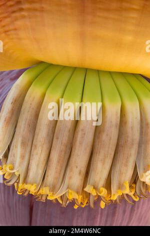 Abstrakte Nahaufnahme von Bananenfrucht und Blume. Stockfoto