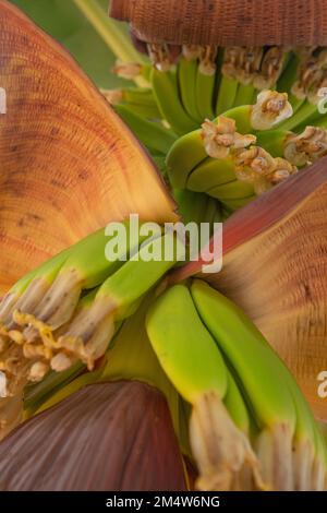 Abstrakte Nahaufnahme von Bananenfrucht und Blume. Stockfoto