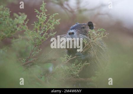 Coypu oder Nutria (Myocastor coypus) ist ein pflanzenfressender semi-aquatischer Nager, der sich von Flusspflanzen ernährt und in Höhlen entlang der Flussufer lebt. Es ist NAT Stockfoto