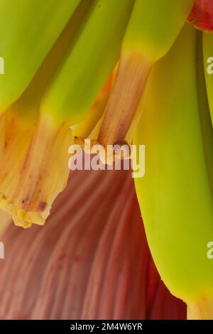 Abstrakte Nahaufnahme von Bananenfrucht und Blume. Stockfoto