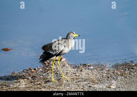 Der afrikanische Taumelschlag (Vanellus senegallus), auch bekannt als der senegalesische Taumelpfeifer oder einfach nur Taumelschlag, ist ein großer Sturz, eine Gruppe von Larg Stockfoto