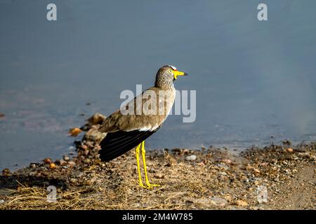 Der afrikanische Taumelschlag (Vanellus senegallus), auch bekannt als der senegalesische Taumelpfeifer oder einfach nur Taumelschlag, ist ein großer Sturz, eine Gruppe von Larg Stockfoto