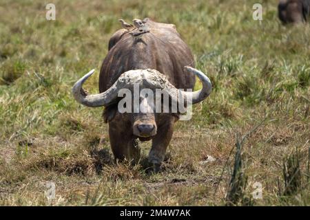 Afrikanischer Büffel (Syncerus Caffer). Dieses große Pflanzenfresser Frisst hauptsächlich Gras, obwohl seine Diät auch Blätter und Triebe. Sie lebt in der Nähe von Wäldern ein Stockfoto
