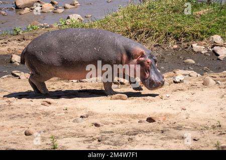 Ein einzelnes Nilpferd an Land in der Nähe eines Flusses im Serengeti-Nationalpark, Tansania Stockfoto