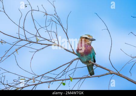 Lilac-breasted Roller (Coracias Caudatus) hocken in einen Dornbusch. Fotografiert im Serengeti Nationalpark, Tansania Stockfoto