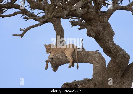 Löwin ruht in Baum fotografiert am Lake Manyara National Park. Heimat der Baumkletterlöwen, Arusha, Tansania Stockfoto