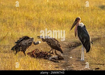 Marabou Stork (Leptoptilos crumeniferus) und Ruppells-Vulture wurden im Serengeti-Nationalpark in Tansania fotografiert Stockfoto