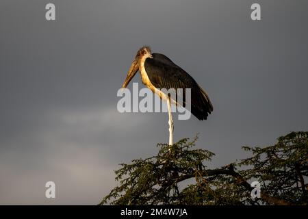 Marabu (Leptoptilos crumeniferus), auf einem Baum. Bei bedecktem Himmel Hintergrund. Dieses große Storch gefunden wurde, ist es in Afrika südlich der Sahara. Es spezialisiert Stockfoto