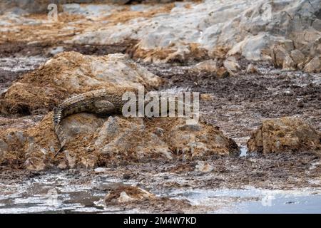 Nilkrokodil (Crocodylus niloticus) an einem Flussufer, fotografiert in Serngeti, Tansania Stockfoto