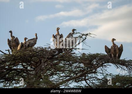 Rupellsgeier (Gyps rueppellii) auf einem Baumwipfel. Dieser große Geier, auch bekannt als Rupell's Griffon, bewohnt trockene und halbtrockene Teile der zentralen AFR Stockfoto