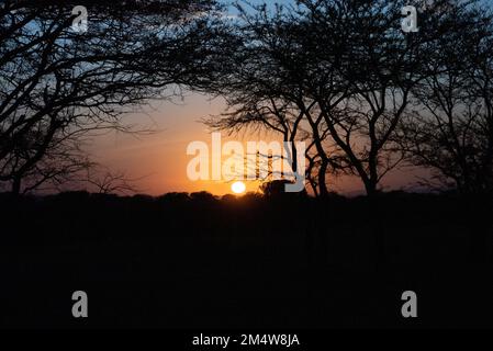 Afrikanischer Sonnenuntergang eine Regenschirm-Dorn-Akazie, die von der untergehenden Sonne im Serengeti-Nationalpark in Tansania abgeschirmt wird Stockfoto