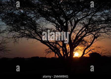 Afrikanischer Sonnenuntergang eine Regenschirm-Dorn-Akazie, die von der untergehenden Sonne im Serengeti-Nationalpark in Tansania abgeschirmt wird Stockfoto