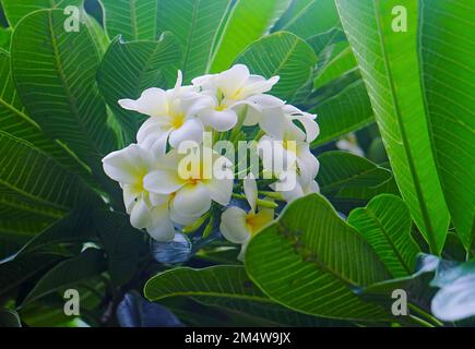 Ein Haufen atemberaubender Frangipani-Blumen blühen auf dem Baum Stockfoto