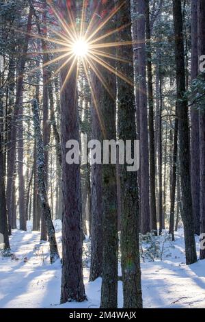 Sunstar blickt durch einen Kiefernwald in einer ruhigen Wildnisszene. Sonne scheint durch Bäume in einem schönen Wald an einem ruhigen Wintertag, Schnee blieb hängen Stockfoto