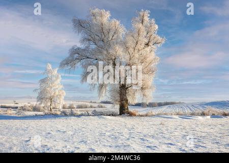 Winter in Warmia und Mazury, einsame Bäume auf dem Feld, Polen Stockfoto