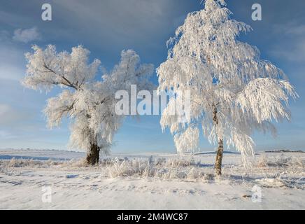 Winter in Warmia und Mazury, einsame Bäume auf dem Feld, Polen Stockfoto