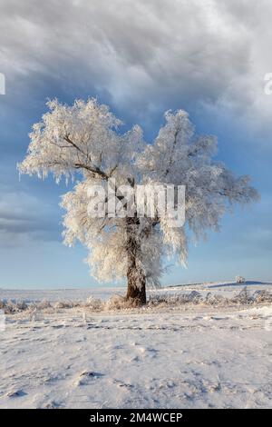 Winter in Warmia und Mazury, einsame Bäume auf dem Feld, Polen Stockfoto