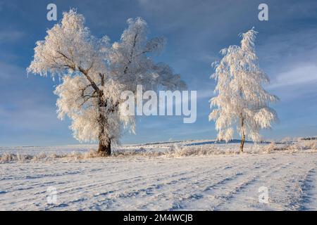 Winter in Warmia und Mazury, einsame Bäume auf dem Feld, Polen Stockfoto