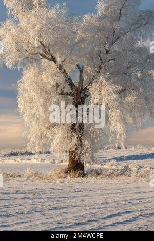 Winter in Warmia und Mazury, einsame Bäume auf dem Feld, Polen Stockfoto