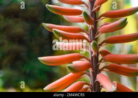 Australische Asphodelaceae; blühende, orange Aloe Vera Blüten Stockfoto