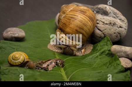 Eine Nahaufnahme von zwei Schnecken mit braunen und gelben Schalen auf einem Stein und einem grünen Blatt Stockfoto