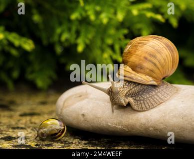 Eine Nahaufnahme von zwei Schnecken mit braunen und gelben Muscheln und einem großen Stein in einem Garten Stockfoto