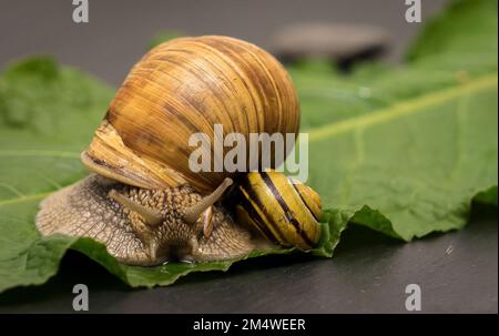 Eine Nahaufnahme von zwei Schnecken mit braunen und gelben Muscheln auf einem grünen Blatt Stockfoto
