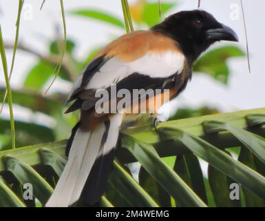 Der rufous treepie ist ein Baumstamm, der auf dem indischen Subkontinent und angrenzenden Teilen Südostasiens heimisch ist. Lage - Manas Nationalpark, Indien, Stockfoto