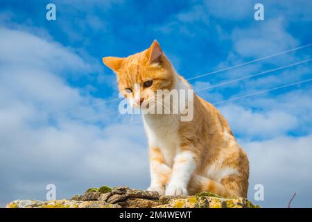 Tabby und weiße Katze sitzen am blauen Himmel. Stockfoto