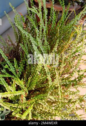 Boston Farn. Wissenschaftlicher Name: Nephrolepis exaltata (L) Schott. auf  weiem Hintergrund Stockfotografie - Alamy