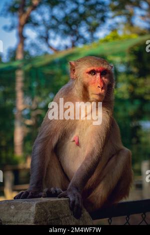 Ein Affe sitzt im Sonnenlicht, wo sein Körper im Spiegelbild des Sonnenlichts scheint. Stockfoto