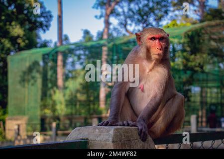 Ein Affe sitzt im Sonnenlicht, wo sein Körper im Spiegelbild des Sonnenlichts scheint. Stockfoto