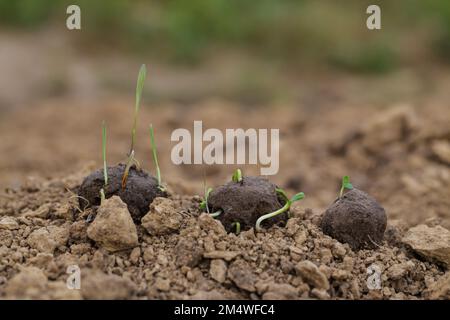 Guerillagärten. Pflanzen, die aus einer Samenkugel wachsen. Samenbomben auf trockenem Boden Stockfoto