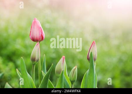 Rosa Tulpen auf grünem Hintergrund Nahaufnahme. Selektiver Fokus. Weichfokus Stockfoto