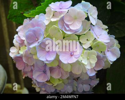 Hydrangea macrophylla ist eine in Japan heimische Art der Familie Hydrangeaceae. Stockfoto