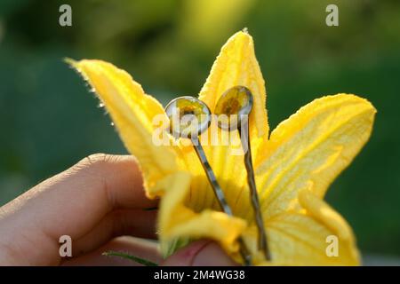 Nahaufnahme Frau hält Kürbisblume mit Haarnadeln Konzeptfoto Stockfoto