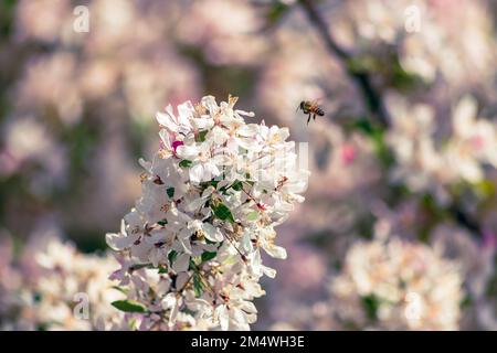 Die Landung einer Biene auf einer Blume, die Wunder einer fleißigen Natur. Stockfoto