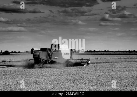 Ein Mähdrescher von Claas in der Nähe von Wisbech, Cambridgeshire, England, Großbritannien Stockfoto