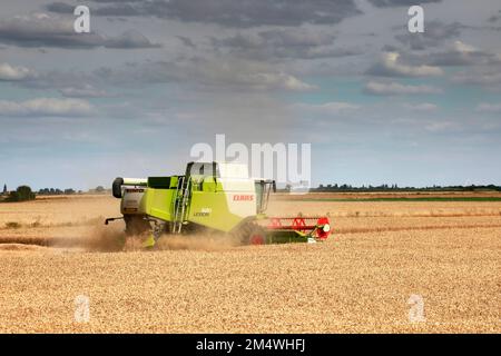 Ein Mähdrescher von Claas in der Nähe von Wisbech, Cambridgeshire, England, Großbritannien Stockfoto