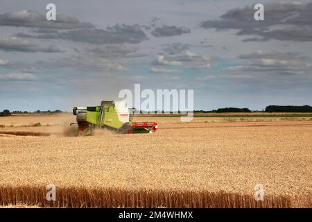 Ein Mähdrescher von Claas in der Nähe von Wisbech, Cambridgeshire, England, Großbritannien Stockfoto