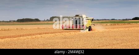 Ein Mähdrescher von Claas in der Nähe von Wisbech, Cambridgeshire, England, Großbritannien Stockfoto