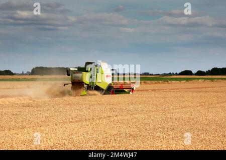 Ein Mähdrescher von Claas in der Nähe von Wisbech, Cambridgeshire, England, Großbritannien Stockfoto