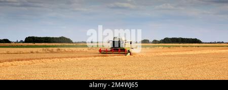 Ein Mähdrescher von Claas in der Nähe von Wisbech, Cambridgeshire, England, Großbritannien Stockfoto