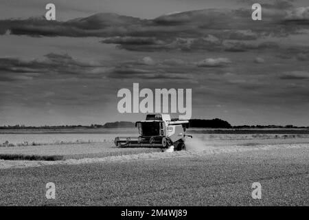 Ein Mähdrescher von Claas in der Nähe von Wisbech, Cambridgeshire, England, Großbritannien Stockfoto