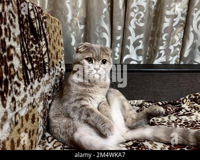 Graue flauschige Katze auf dem Sofa und sieht mit erstaunlichen Augen aus Stockfoto