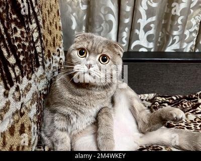 Porträt einer grauen schottischen Katze mit gelben Augen Stockfoto