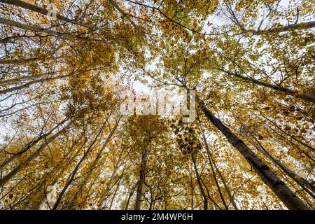 Im Herbst in einem Aspenwald, Greater Sudbury, Ontario, Kanada Stockfoto